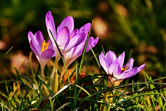 krokus