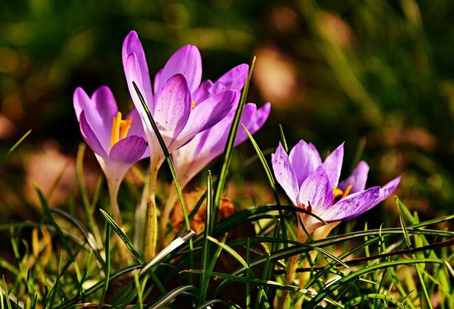 krokus