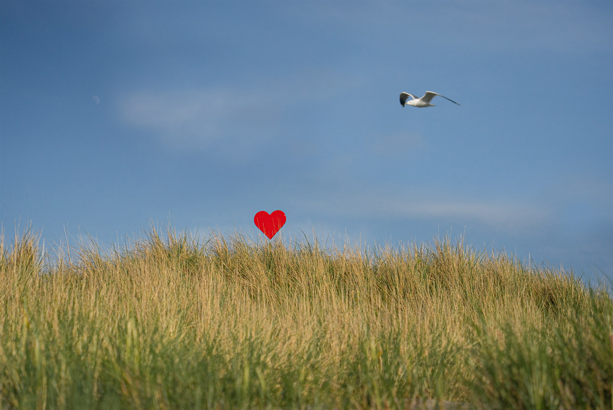 Bilde av et hjerte på en påle ute i sandynene