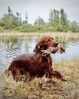 Heggelifjellets HP Bella2