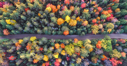 Høst. Foto av skog i høstfarger, tatt ovenfra