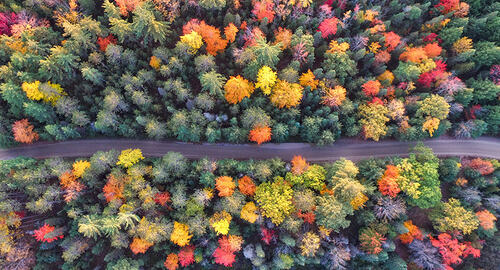 Høst. Foto av skog i høstfarger, tatt ovenfra