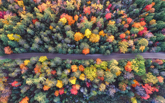 Høst. Foto av skog i høstfarger, tatt ovenfra