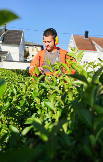 Grønn hekk i forgrunnen. Serhii står i mellomgrunnen, bak hekken med gule hørselvern på og Stihl utstyr i hendene og klipper hekken. Hvite sørlandshus i bakgrunnen.