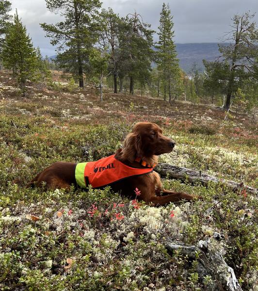 Zico av Fossøla