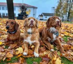 Seljord Veterinærkontor AS prem