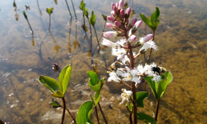 Blomster i vann