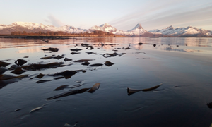 Vann/fjord med fjell i bakgrunn