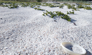 Shell ligger på stranden