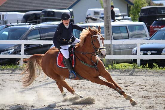 Hest med rytter