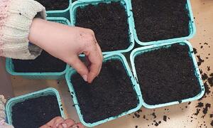 Planter frø i små plastike kasser