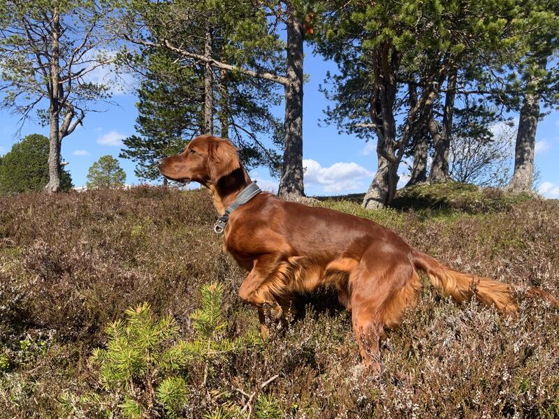 Sølvklumpen\\\'s Tidi
