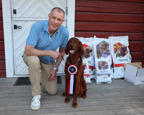 Brukshundklasse Hannhund Rørbakkens Dt-Sir Alex CK, 1.BHK, CERT, BIM