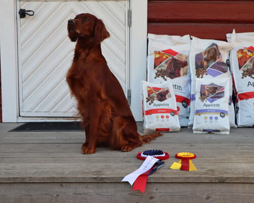 Championklasse Tispe med CK + Beste Tispe    Red Dubliner Feb Alma