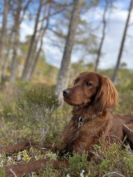 Virvel av Fossøla