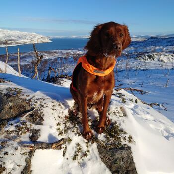 Hurra Fjellet´s E Sansa