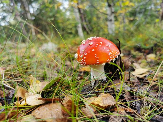 Fluesopp i skogen