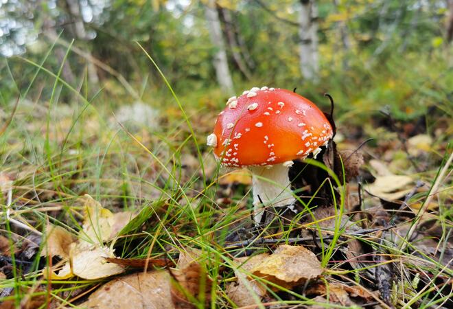 Fluesopp i skogen