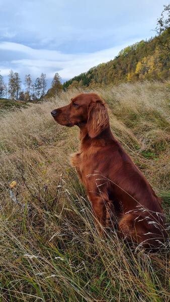 Donna