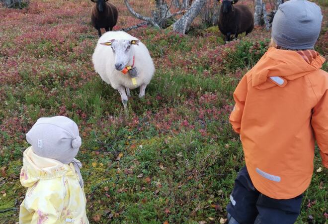 Barn i skogen sammen med sauer