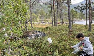 En gutt plukker bær i skogen