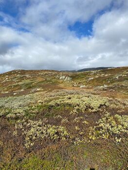 Høyfjell2
