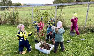 Barn som plukker bær