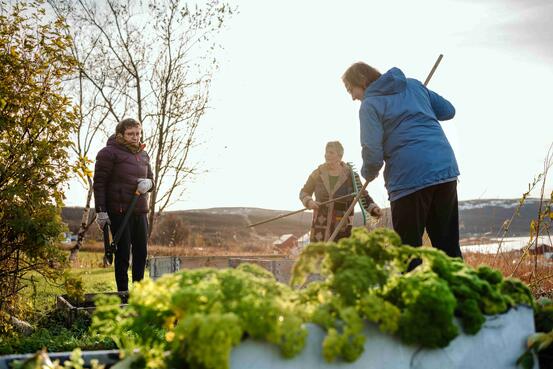 Bildet viser tre personer som gjør hagearbeid i en frodig og grønn kjøkkenhage