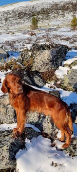 Countrystjerna\\\'s Rufus
