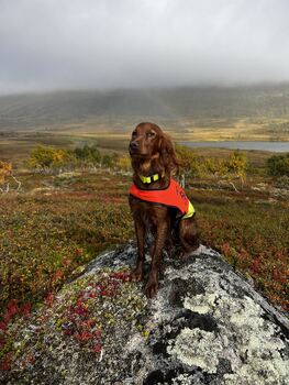 Norrlands Guidens Ep Enya