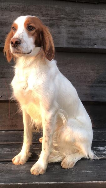 Tangsethers Alpe-Alpina