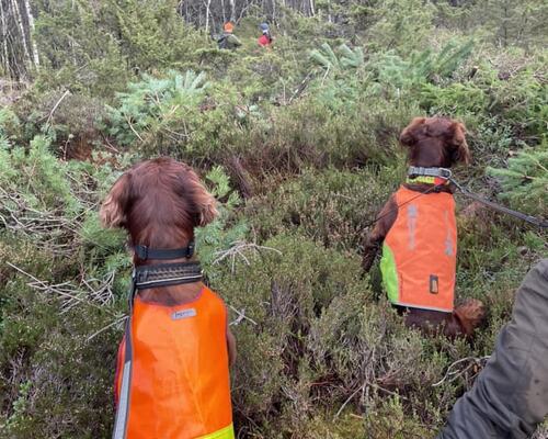 Spennende i skogen på Lindås Spennende i skogen på Lindås