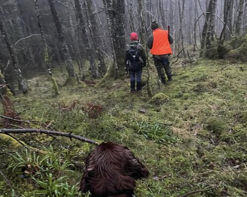 Ivrige hunder i skogen på Os Ivrige hunder i skogen på Os