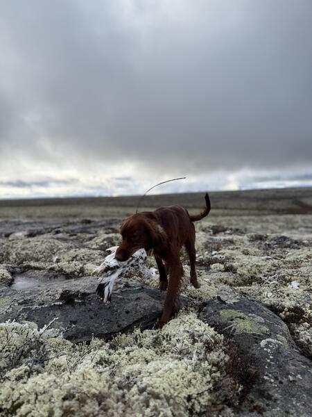 Skvaldra’s Ipk Zento