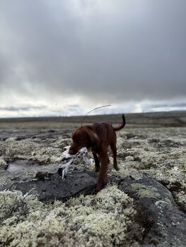 Skvaldra’s Ipk Zento