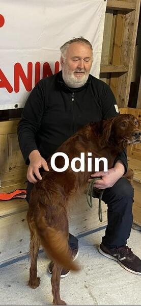 En rogalending på pallen