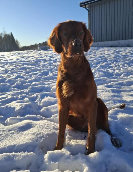 Røsjøhøgdas EZ Sheriff