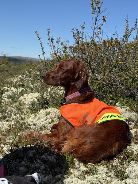 Balbergkampens Ourea