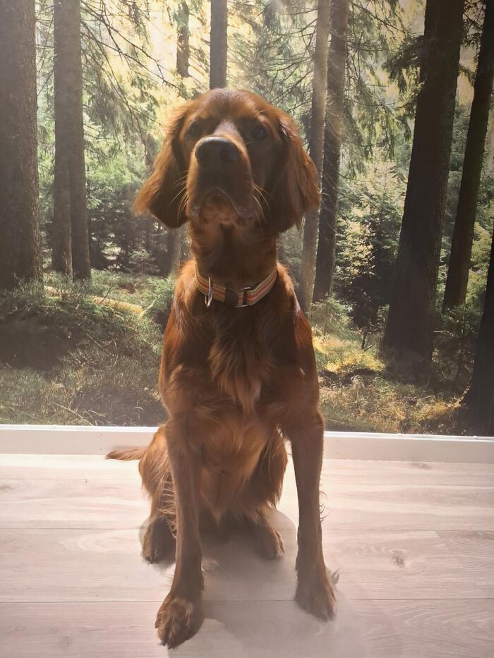 Røsjøhøgdas EZ Sheriff