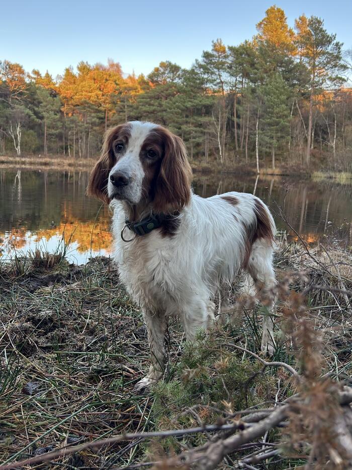 Snørypas Saint Florentina