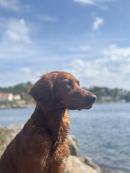 Vikerfjellets Nellie