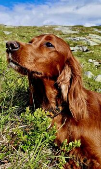 NO DK UCH NORDV-25 Vega