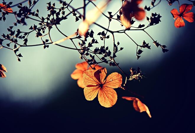 Illustrasjonsbilde Blomster på sort vegg
