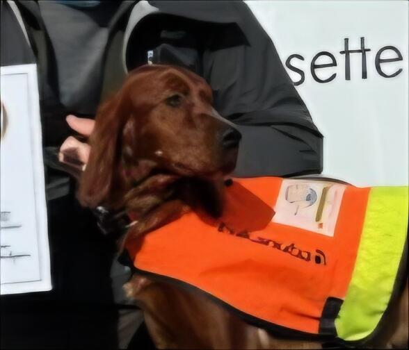 Bjerkaasen\\\'s Quf Frøken Tataki