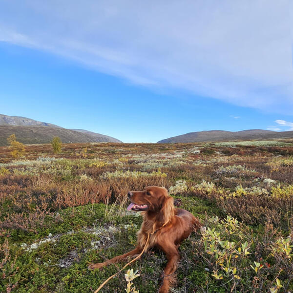 Grimasteggen`s Ripasso