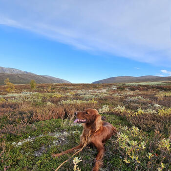 Grimasteggen`s Ripasso