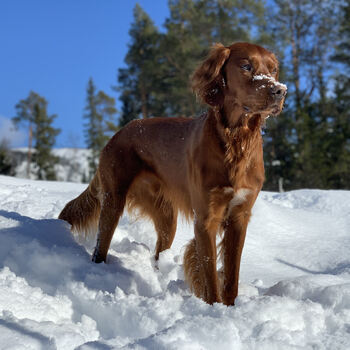 Ripfinnarens ZM Jaeger