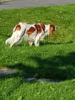 Snørypas Viva la Vida of Ballymena