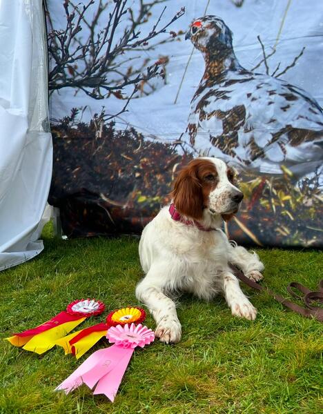 Snørypas Prince of Derry utstilling2