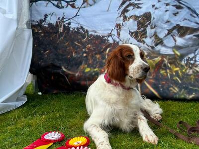 Snørypas Prince of Derry utstilling2